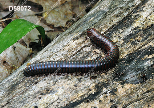 Narceus americanus-annularis complex